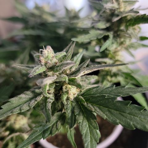 Unicorn Farts 4 '22 DOC growlog timeline photo