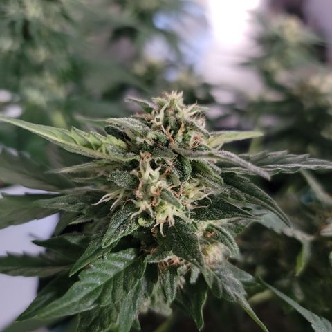 Unicorns Farts 1 '22 DOC growlog timeline photo