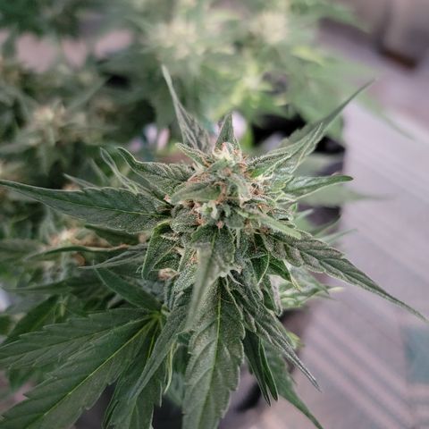 Unicorns Farts 1 '22 DOC growlog timeline photo