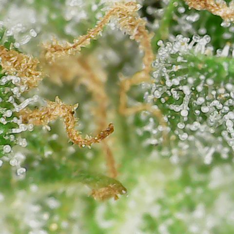 Unicorns Farts 1 '22 DOC growlog timeline photo