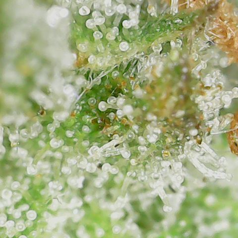 Unicorns Farts 1 '22 DOC growlog timeline photo
