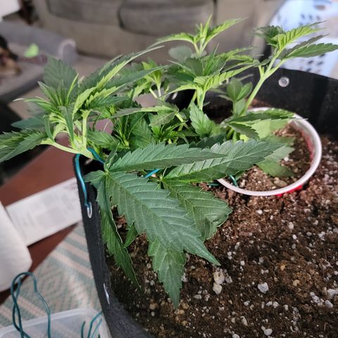 Unicorn Breath 4 '22 DOC growlog timeline photo
