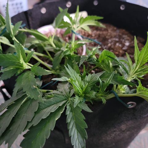 Unicorn Breath 4 '22 DOC growlog timeline photo
