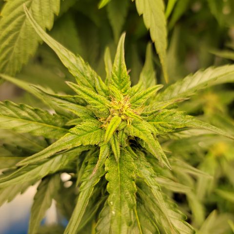 Unicorn Breath 4 '22 DOC growlog timeline photo