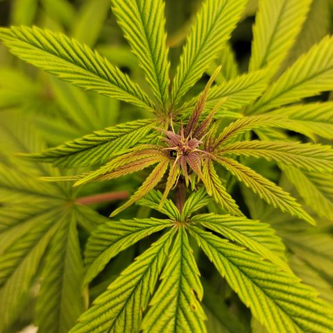 Garlic Budder 2 '22 DOC growlog timeline photo