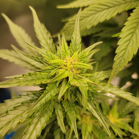 Unicorn Breath 4 '22 DOC growlog timeline photo