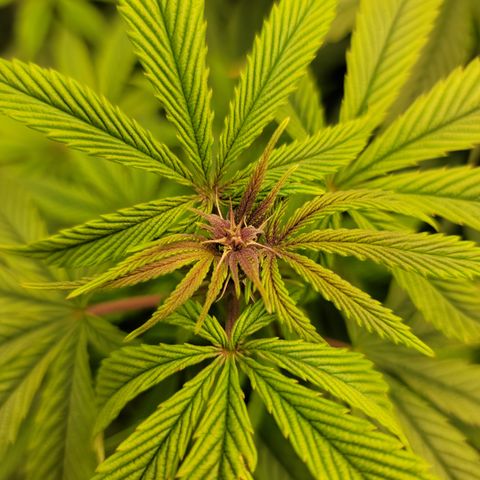 Garlic Budder 2 '22 DOC growlog timeline photo