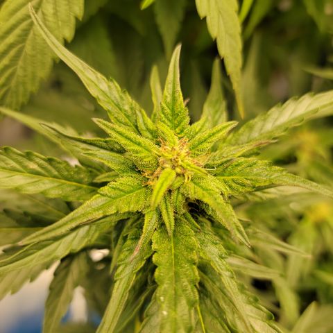 Unicorn Breath 4 '22 DOC growlog timeline photo