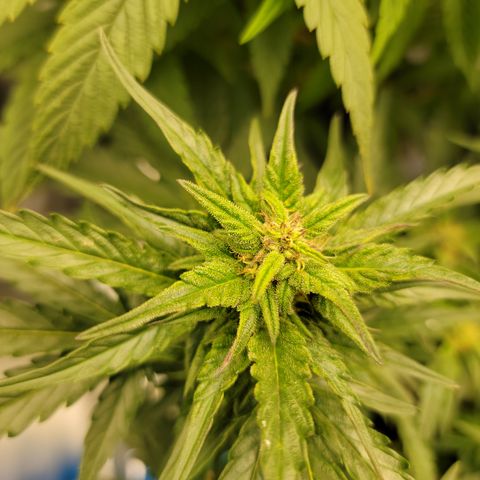 Unicorn Breath 4 '22 DOC growlog timeline photo