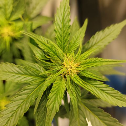Unicorn Breath 4 '22 DOC growlog timeline photo