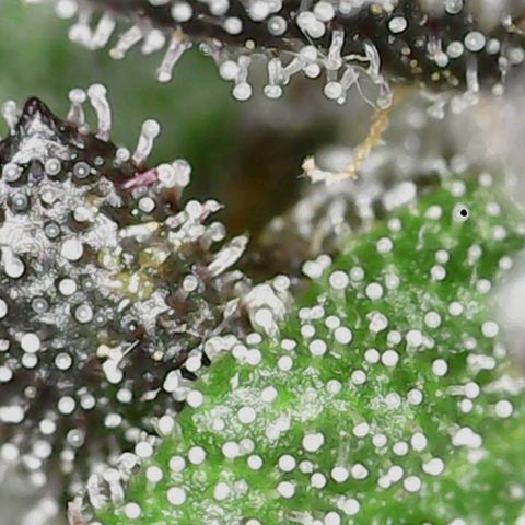 Unicorn Breath 4 '22 DOC growlog timeline photo