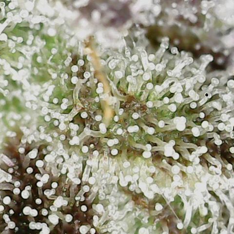 Unicorn Breath 4 '22 DOC growlog timeline photo