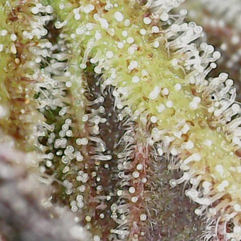 Unicorn Breath 4 '22 DOC growlog timeline photo