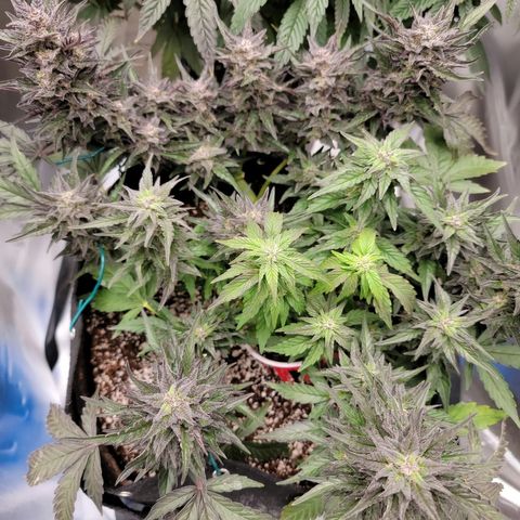 Unicorn Breath 4 '22 DOC growlog timeline photo