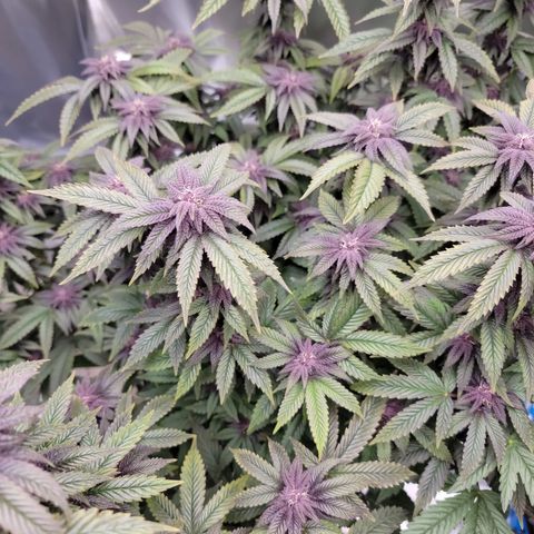 Garlic Budder 2 '22 DOC growlog timeline photo
