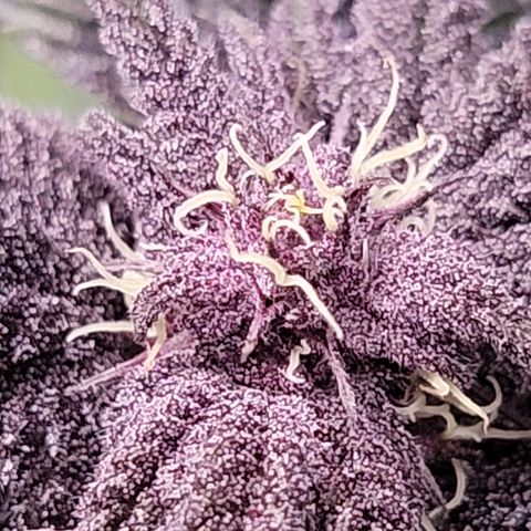 Garlic Budder 2 '22 DOC growlog timeline photo