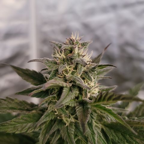 Unicorn Breath 4 '22 DOC growlog timeline photo