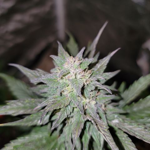Unicorn Breath 4 '22 DOC growlog timeline photo