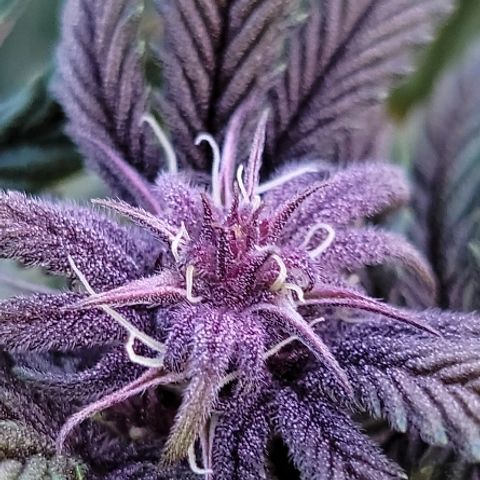 Garlic Budder 2 '22 DOC growlog timeline photo