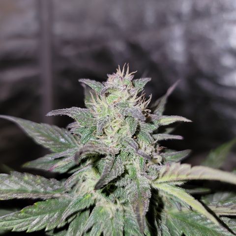 Unicorn Breath 4 '22 DOC growlog timeline photo
