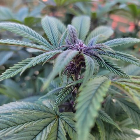 Garlic Budder 2 '22 DOC growlog timeline photo