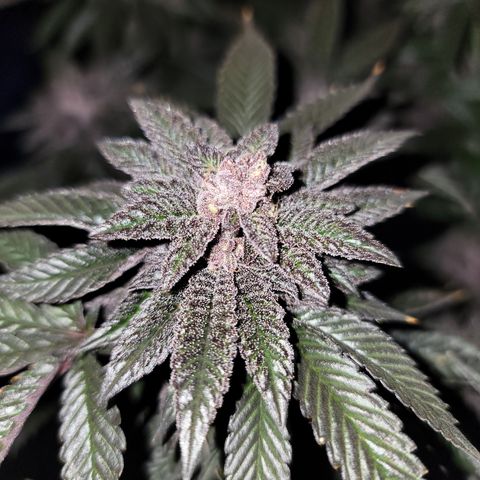 Garlic Budder 2 '22 DOC growlog timeline photo