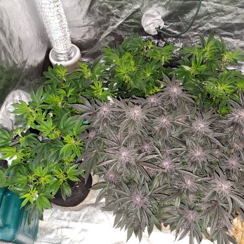 Garlic Budder 2 '22 DOC growlog timeline photo