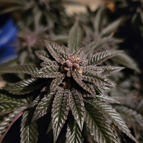 Garlic Budder 2 '22 DOC growlog timeline photo