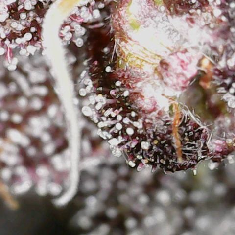 Garlic Budder 2 '22 DOC growlog timeline photo