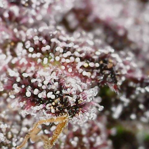 Garlic Budder 2 '22 DOC growlog timeline photo