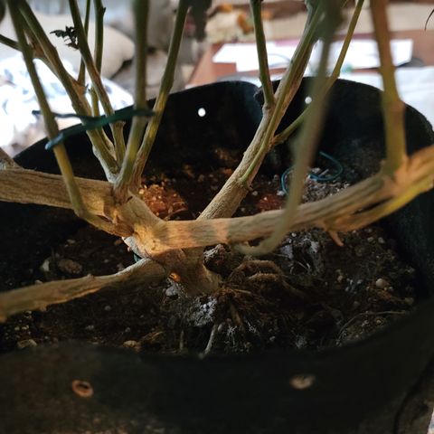 Garlic Budder 2 '22 DOC growlog photo: Chop chop