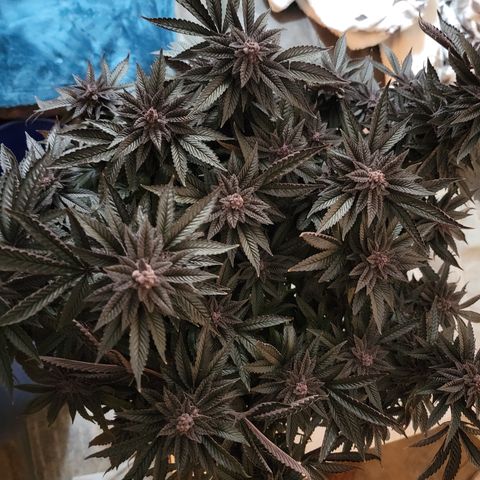 Garlic Budder 2 '22 DOC growlog photo: Chop chop