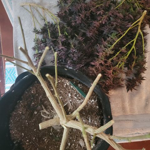 Garlic Budder 2 '22 DOC growlog photo: Chop chop
