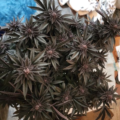 Garlic Budder 2 '22 DOC growlog photo: Chop chop