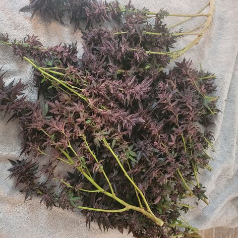 Garlic Budder 2 '22 DOC growlog photo: Chop chop