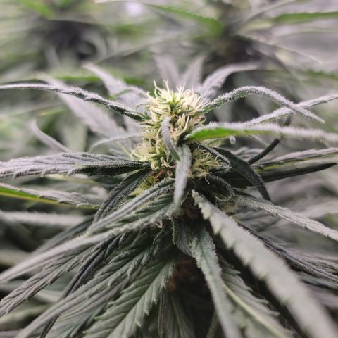 Acapulco Gold 1 '23 DOC growlog timeline photo
