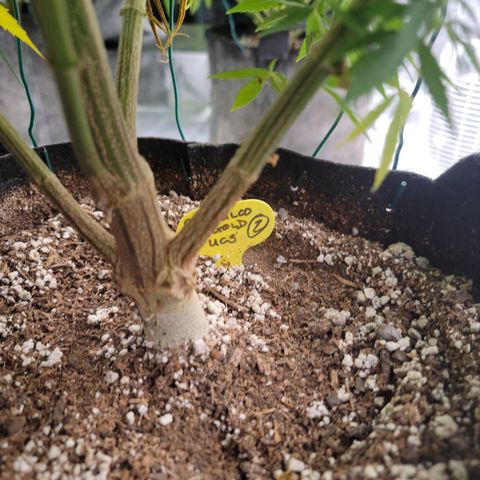 Acapulco Gold 1 '23 DOC growlog timeline photo