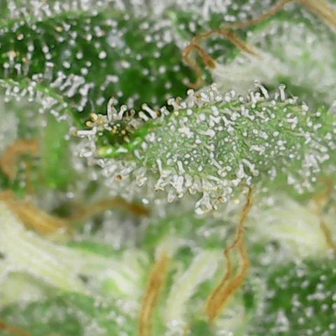 Mac 1 '23 DOC #1 growlog timeline photo