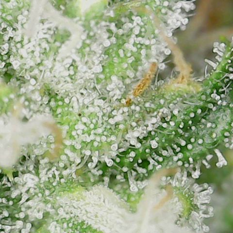 Mac 1 '23 DOC #1 growlog timeline photo