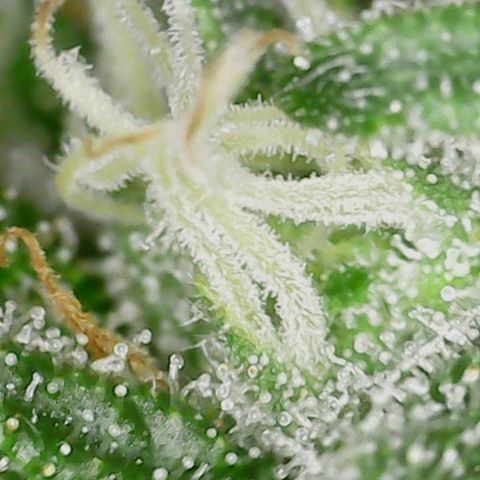 Mac 1 '23 DOC #1 growlog timeline photo