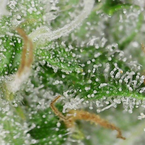 Mac 1 '23 DOC #1 growlog timeline photo