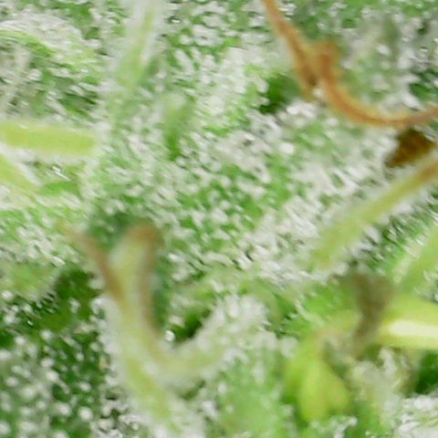 Purple Lemon Cake 1 '23 DOC growlog timeline photo