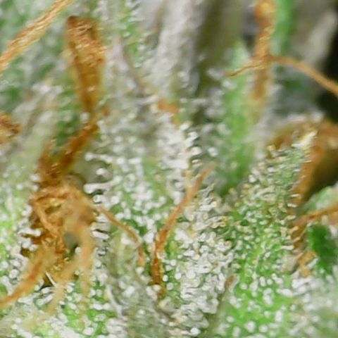 Purple Lemon Cake 1 '23 DOC growlog timeline photo
