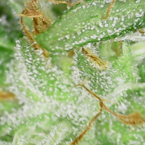 Purple Lemon Cake 1 '23 DOC growlog timeline photo