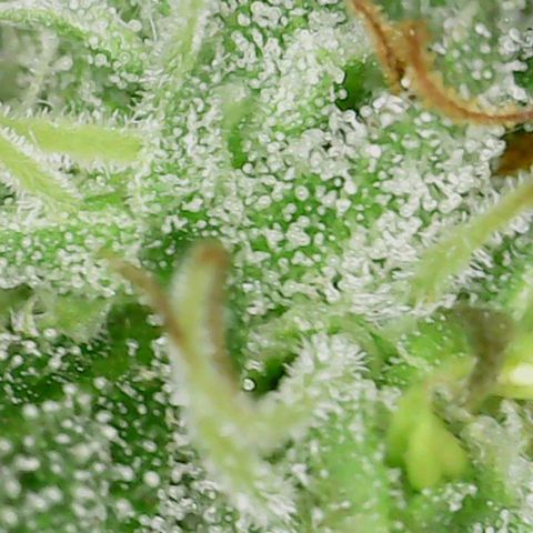 Purple Lemon Cake 1 '23 DOC growlog timeline photo