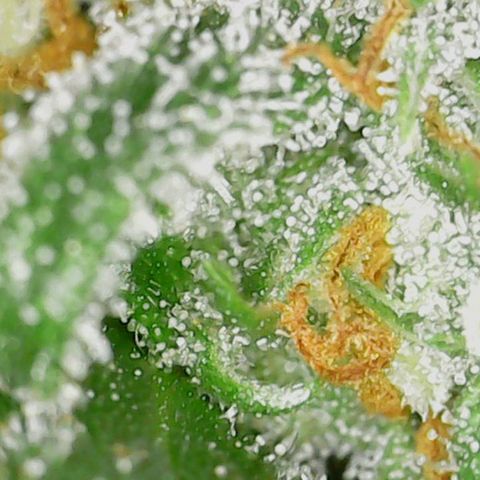 Acapulco Gold 1 '23 DOC growlog timeline photo