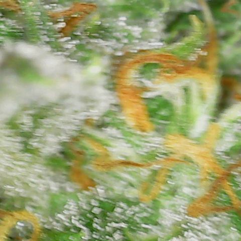 Acapulco Gold 1 '23 DOC growlog timeline photo