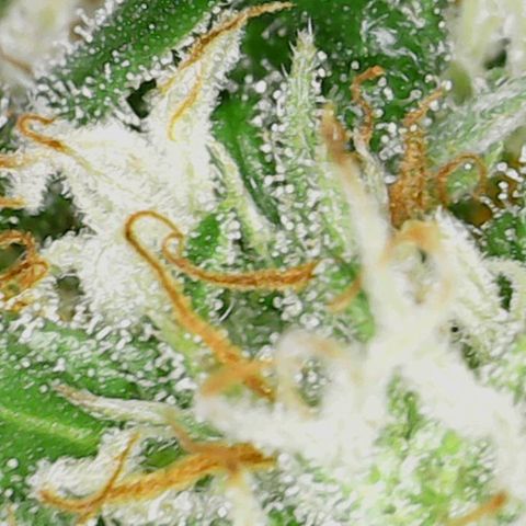 Acapulco Gold 1 '23 DOC growlog timeline photo