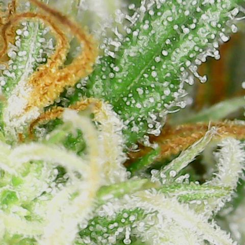 Acapulco Gold 1 '23 DOC growlog timeline photo