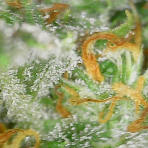 Acapulco Gold 1 '23 DOC growlog timeline photo
